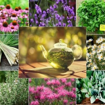 valoarea terapeutica plantelor medicinale