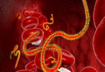 boala virala ebola